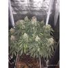 Bubble Gum Sherbet, Фасовка: 3+1, изображение 3